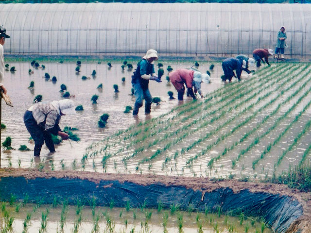 田植え